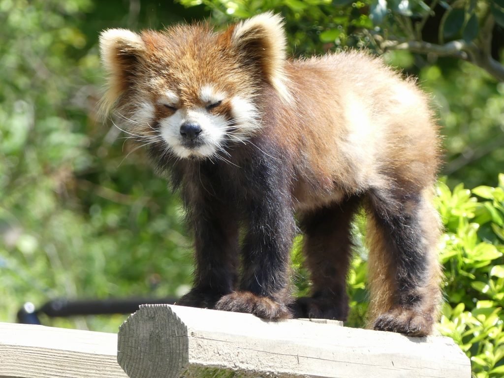 🏞️ 미시마 시립공원 라쿠주엔 이미지 4